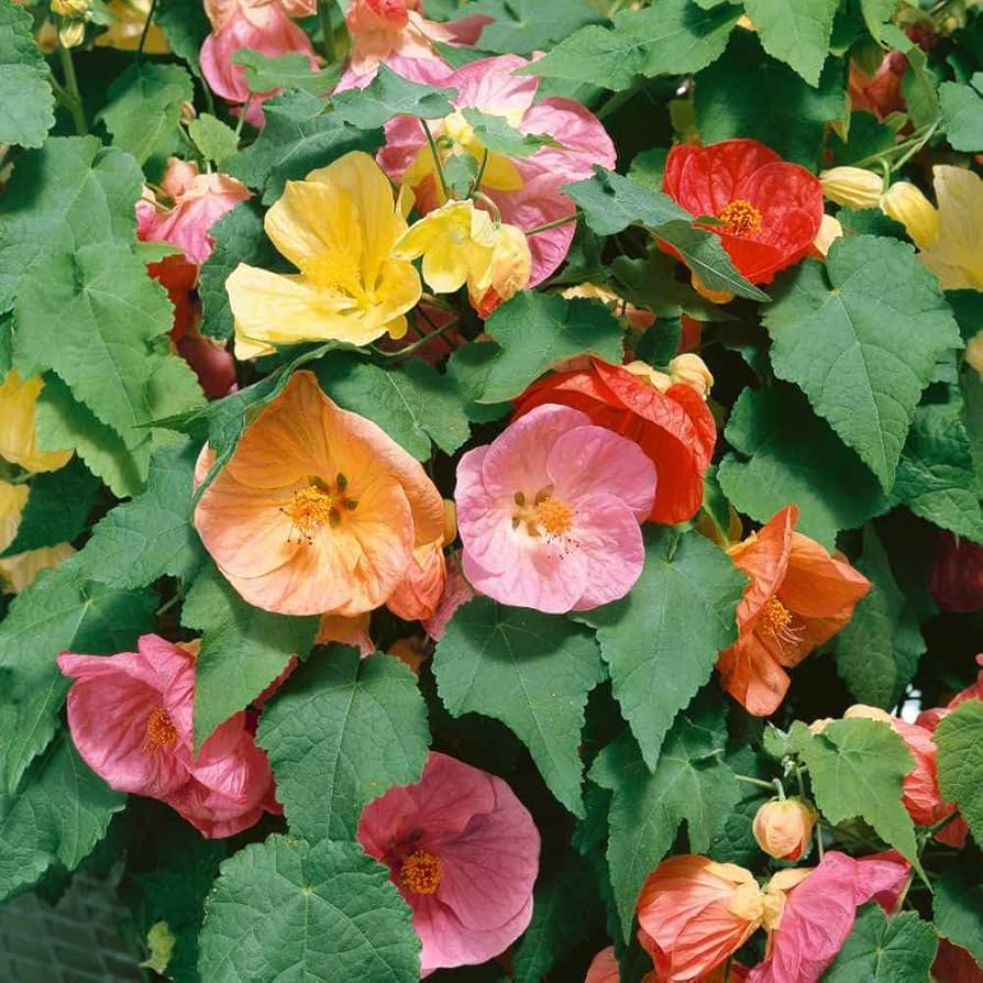 Mix Abutilon Flower seeds for Planting Fragrant Blossoms Heirloom & GMO Free Seeds for Home Garden 
 
 Sale seeds for home garden planting