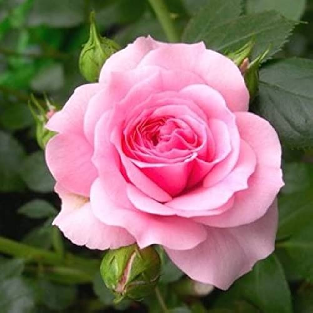 Rose Flower Seeds Pink Flower seeds for Planting Perfect for Borders Heirloom & GMO Free Seeds for Home Garden
 
 Sale seeds for home garden planting