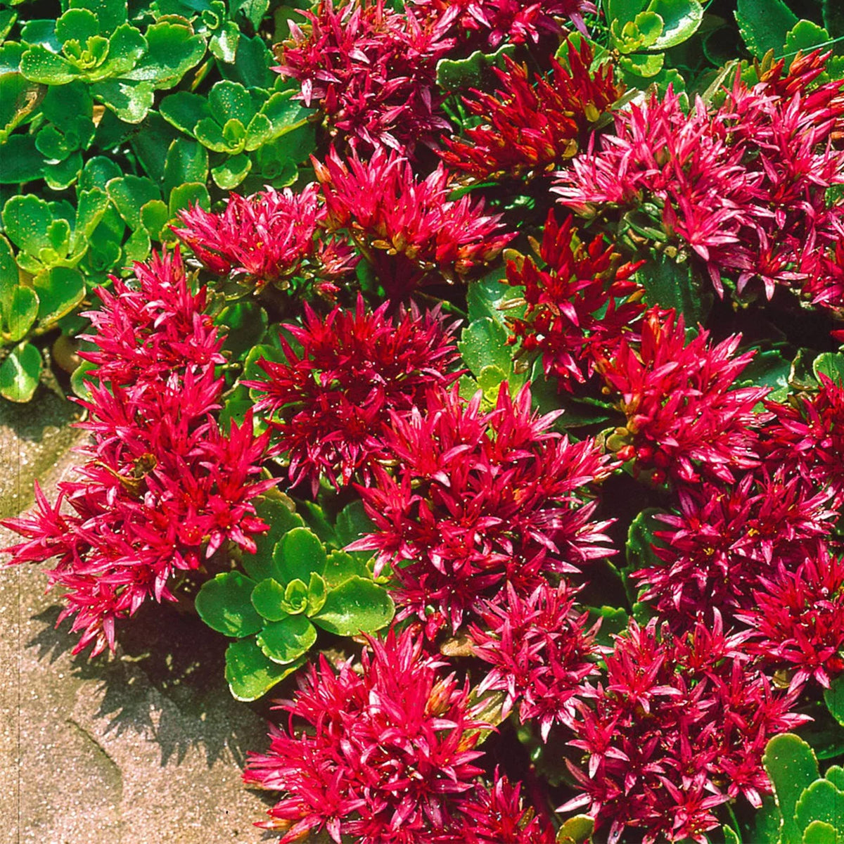 Red Sedum Flower seeds for Planting Low Maintenance Heirloom & GMO Free Seeds for Home Garden 
 
 Sale seeds for home garden planting