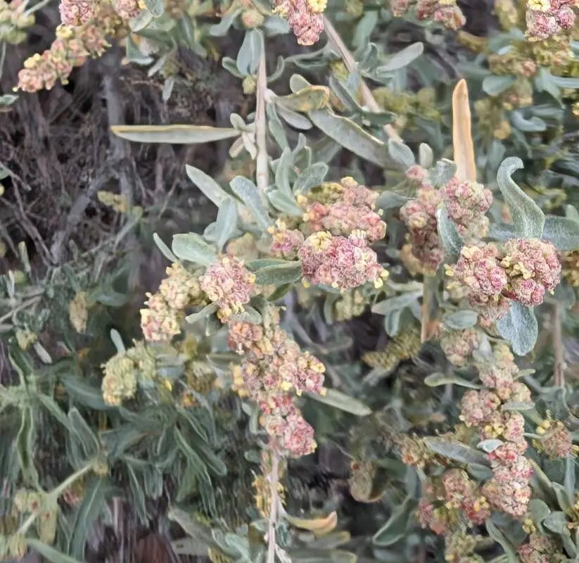 Atriplex Canescens Flower seeds for Planting - Vibrant Colors, Heirloom & GMO Free Seeds for Home Garden
 
 Sale seeds for home garden