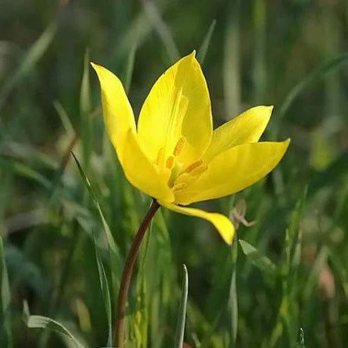 Tulipa Sylvestris Flower seeds for Planting - Long Bloom Season, Heirloom & GMO Free Seeds for Home Garden
 
 Sale seeds for home garden