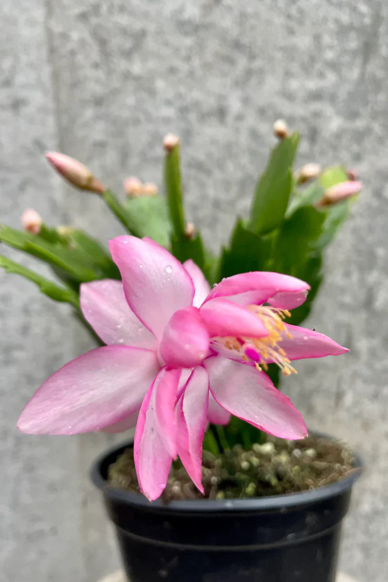 Pink Schlumbergera Flower seeds for Planting - Shade Tolerant, Heirloom & GMO Free Seeds for Home Garden
 
 Sale seeds for planting in home garden