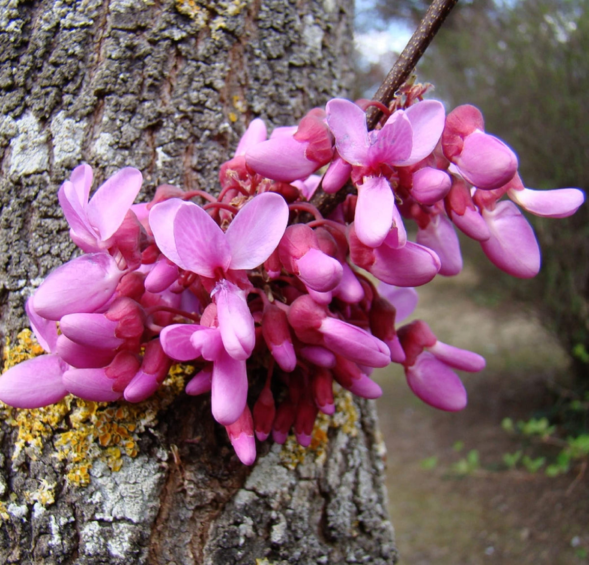 Pink Cercis Siliquastrum Flower seeds for Planting Bright Blooms Heirloom & GMO Free Seeds for Home Garden 
 
 Sale seeds for home garden planting