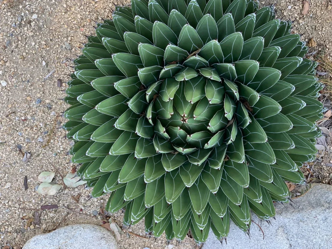 Agave Victoriae Flower seeds for Planting Compact Growth Heirloom & GMO Free Seeds for Home Garden 
 
 Sale for planting in home garden