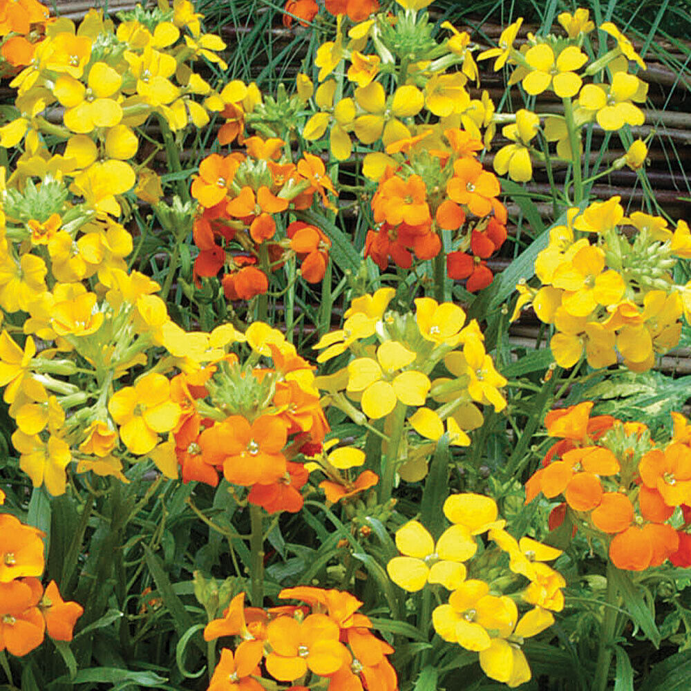 Yellow Orange Erysimum Flower seeds for Planting Cottage Garden Essential Heirloom & GMO Free Seeds for Home Garden 
 
 Sale seeds for home garden planting
