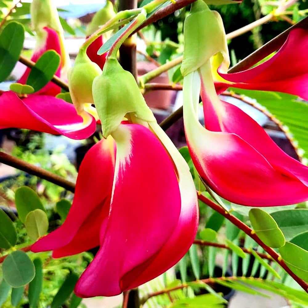 Pink Sesbania Grandiflora Flower seeds for Planting Easy to Grow Heirloom & GMO Free Seeds for Home Garden
 
 Sale seeds for home garden planting
