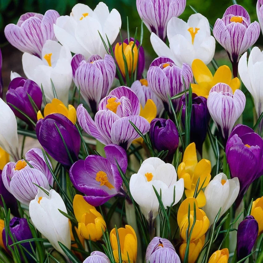 Mixed Colors Crocus Flower seeds for Planting - Shade Tolerant, Heirloom & GMO Free Seeds for Home Garden
 
 Sale seeds for home garden