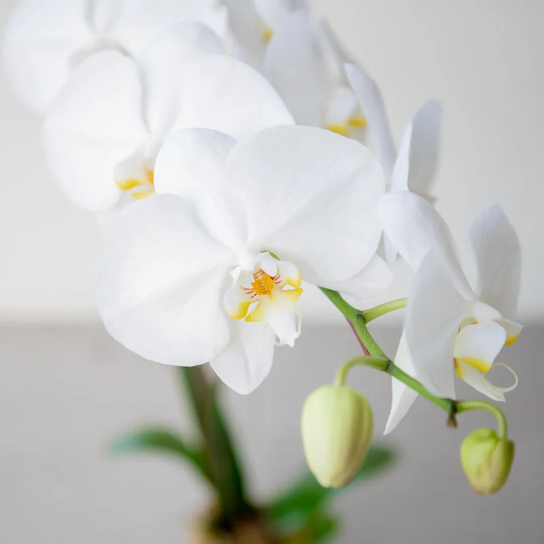 Phalaenopsis Orchids Flower seeds for Planting Seasonal Bloomer Heirloom & GMO Free Seeds for Home Garden 
 
 Sale seeds for home garden planting