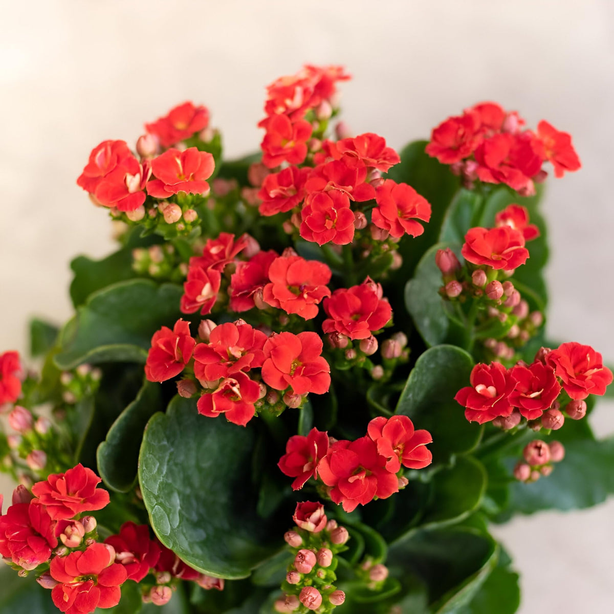 Red Kalanchoe Flower seeds for Planting Cut Flower Favorite Heirloom & GMO Free Seeds for Home Garden 
 
 Sale seeds for home garden planting