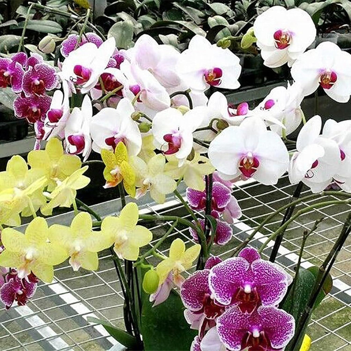 Mix Phalaenopsis Orchid Flower seeds for Planting Wildflower Mix Heirloom & GMO Free Seeds for Home Garden
 
 Sale seeds for home garden planting