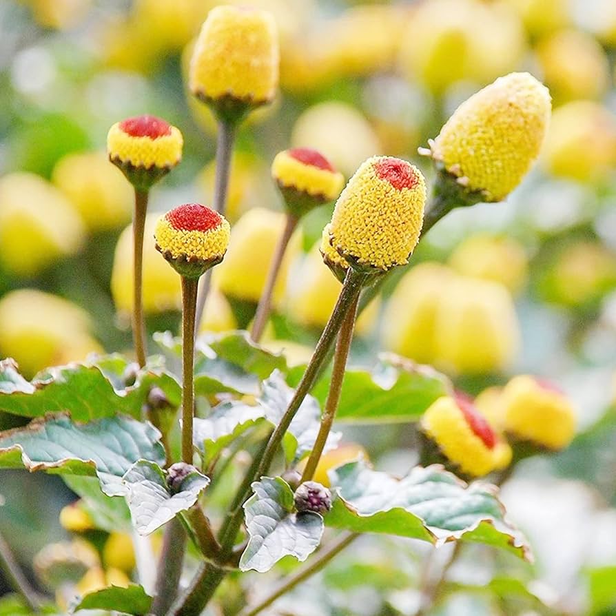 Spilanthes Flower seeds for Planting Seasonal Bloomer Heirloom & GMO Free Seeds for Home Garden 
 
 Sale seeds for home garden planting
