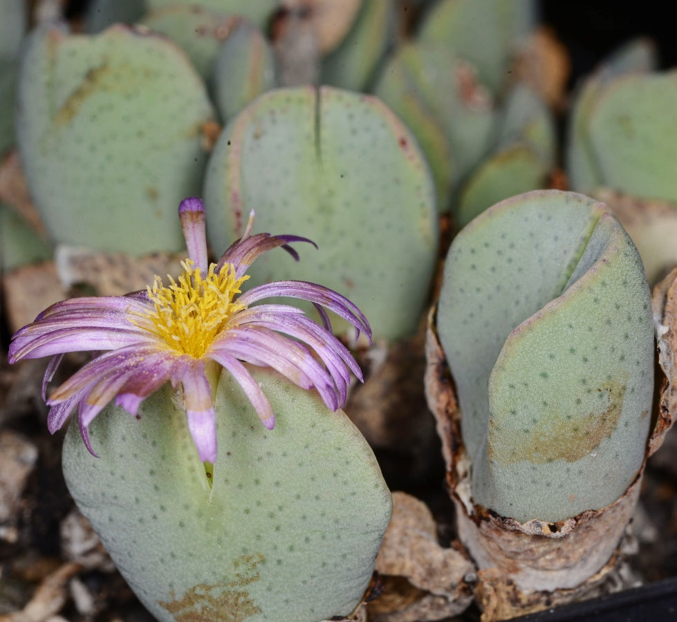 Green Conophytum Ernianum Flower seeds for Planting Vibrant Colors Heirloom & GMO Free Seeds for Home Garden
 
 Sale seeds for home garden planting