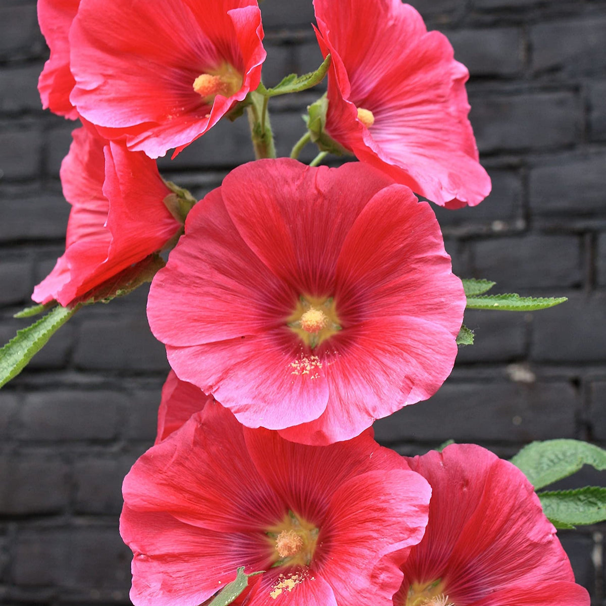 Red Hollyhock Flower seeds for Planting - Low Maintenance, Heirloom & GMO Free Seeds for Home Garden
 
 Sale for planting in home garden