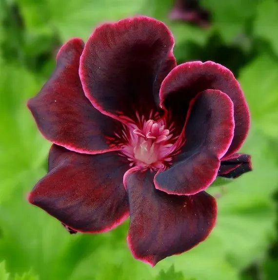 Burgundy Geraniums Flower seeds for Planting - Wildflower Mix, Heirloom & GMO Free Seeds for Home Garden
 
 Sale seeds for planting in home garden