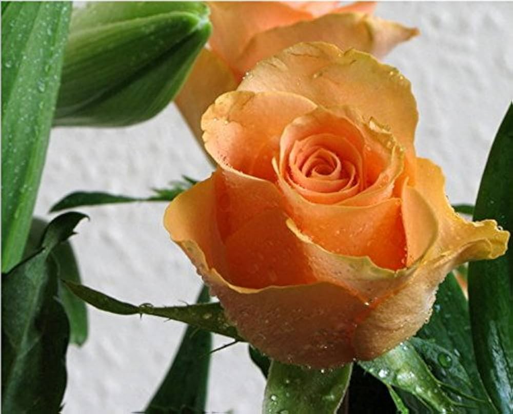 Light Orange Rose Flower seeds for Planting - Sun Loving, Heirloom & GMO Free Seeds for Home Garden
 
 Sale seeds for home garden