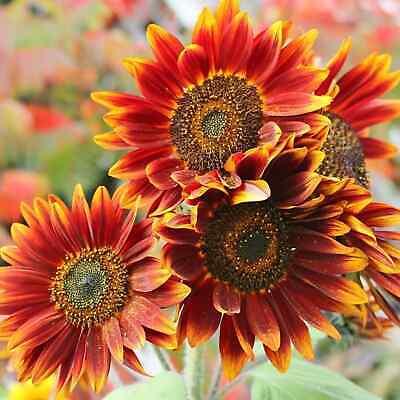 Orange Red SunFlower seeds for Planting - Fragrant Blossoms, Heirloom & GMO Free Seeds for Home Garden
 
 Sale seeds for planting in home garden