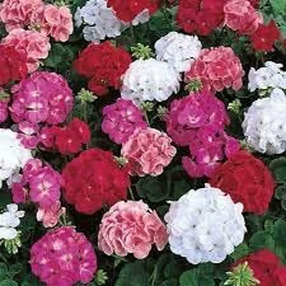 Mix Geranium Perennial Flower seeds for Planting - Seasonal Bloomer, Heirloom & GMO Free Seeds for Home Garden
 
 Sale seeds for planting in home garden