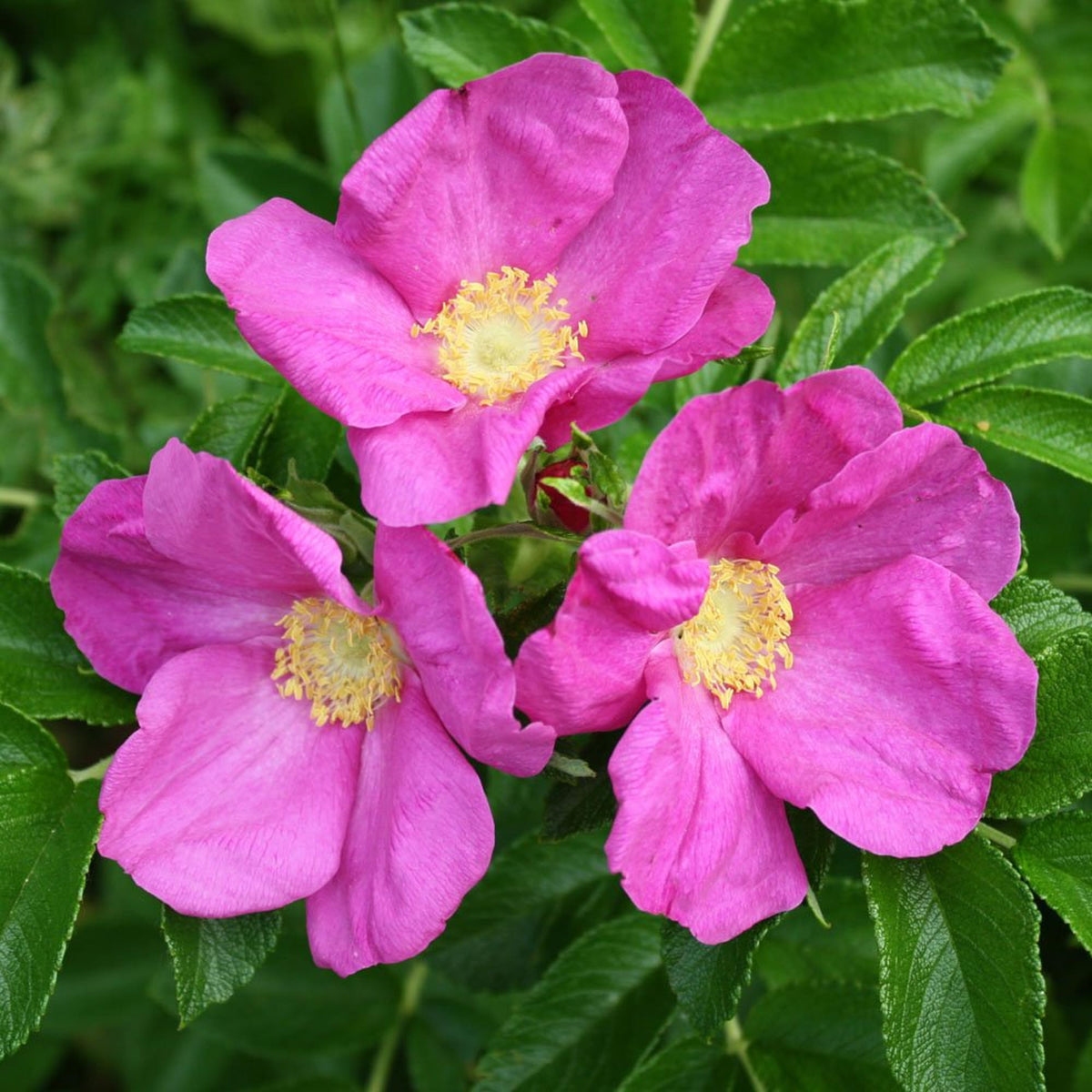 Rugosa Flower seeds for Planting Cottage Garden Essential Heirloom & GMO Free Seeds for Home Garden 
 
 Sale for planting in home garden