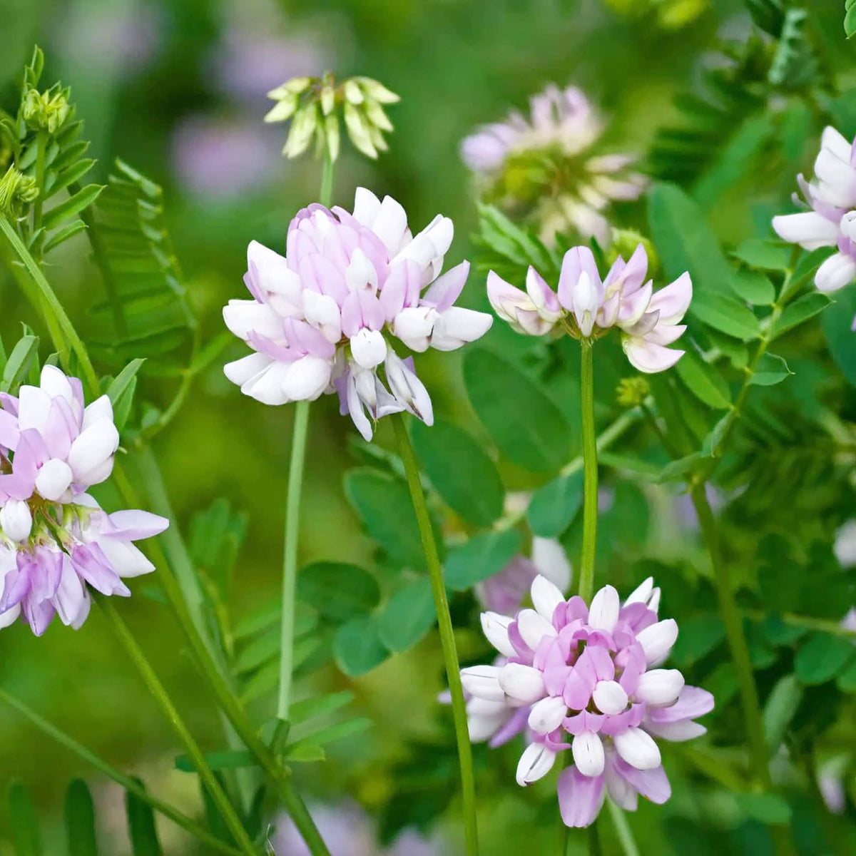 Violet Crown Vetch Flower seeds for Planting Long Bloom Season Heirloom & GMO Free Seeds for Home Garden 
 
 Sale seeds for home garden planting
