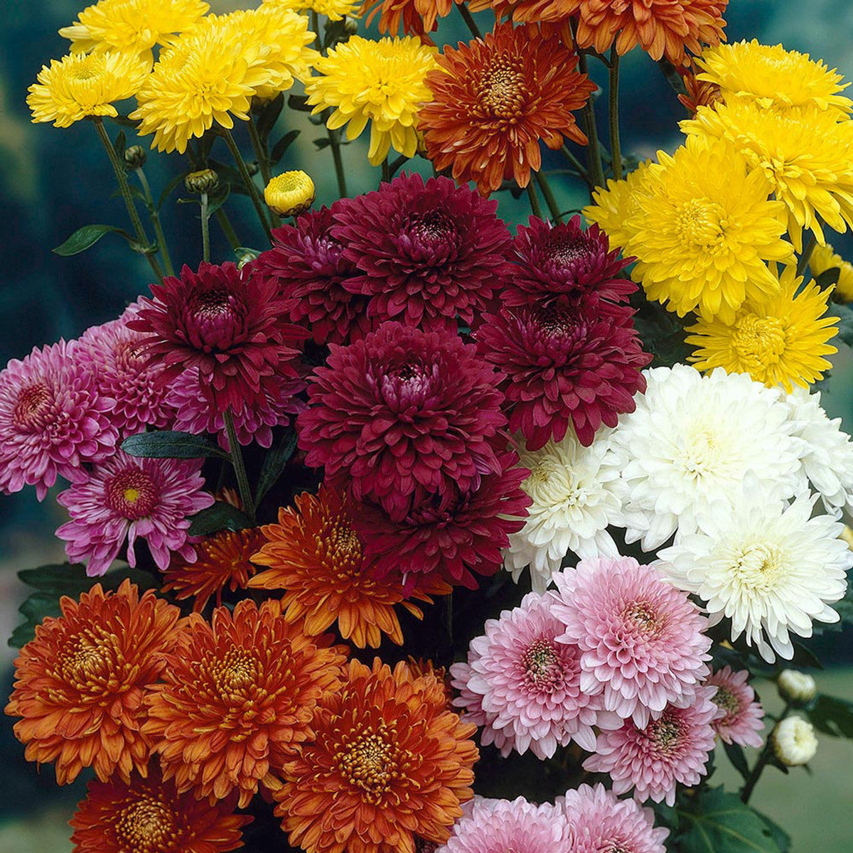 Chrysanthemum Flower seeds for Planting Shade Tolerant Heirloom & GMO Free Seeds for Home Garden 
 
 Sale seeds for home garden planting