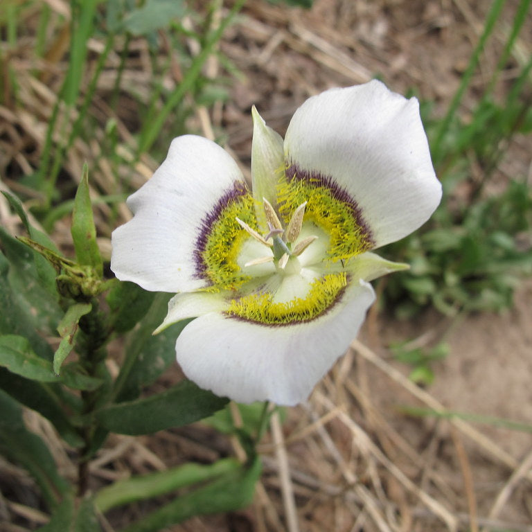 Gunnisonii Flower seeds for Planting Sun Loving Heirloom & GMO Free Seeds for Home Garden
 
 Sale seeds for home garden planting