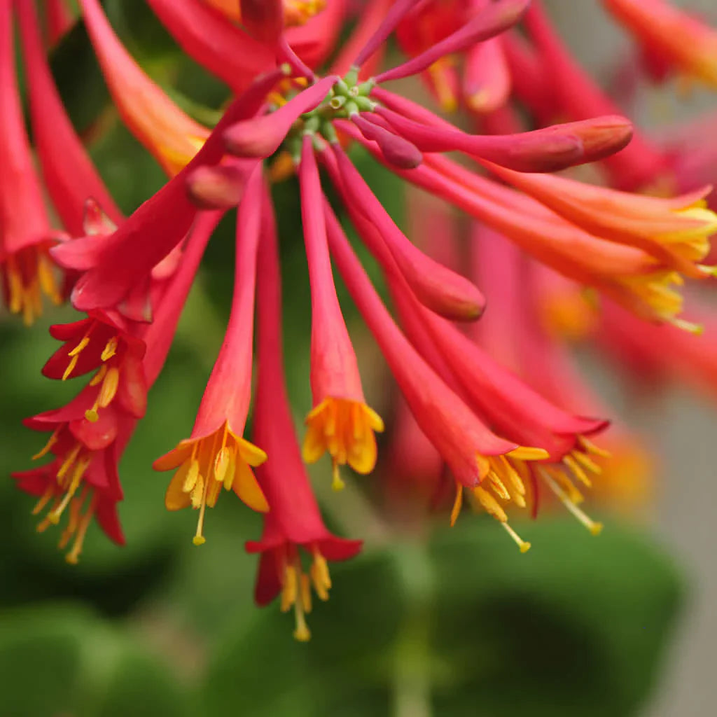 Honeysuckle Flower seeds for Planting - Drought Tolerant, Heirloom & GMO Free Seeds for Home Garden
 
 Sale seeds for home garden
