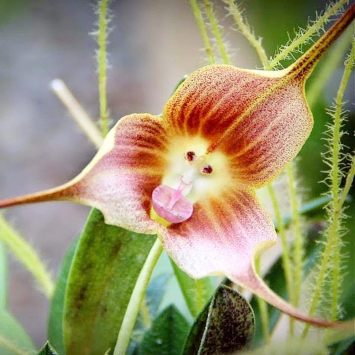 Monkey Orchid Flower seeds for Planting Sun Loving Heirloom & GMO Free Seeds for Home Garden 
 
 Sale seeds for home garden planting