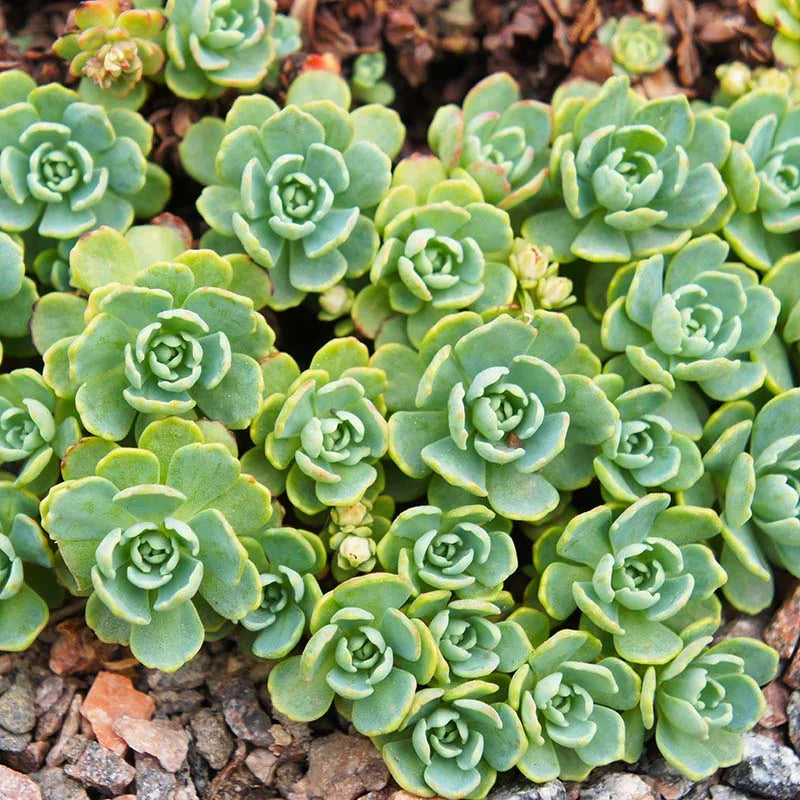 Green Cliff Stonecrop Flower seeds for Planting - Easy to Grow, Heirloom & GMO Free Seeds for Home Garden
 
 Sale seeds for home garden