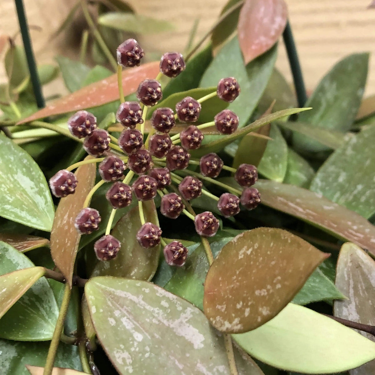 Hoya Gracilis Flower seeds for Planting Drought Tolerant Heirloom & GMO Free Seeds for Home Garden 
 
 Sale seeds for home garden planting