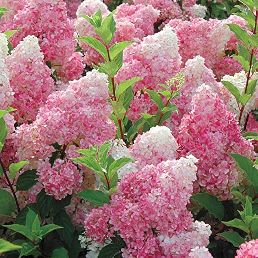 Vainilla Hortensia Flower seeds for Planting - Garden Favorite, Heirloom & GMO Free Seeds for Home Garden
 
 Sale seeds for home garden