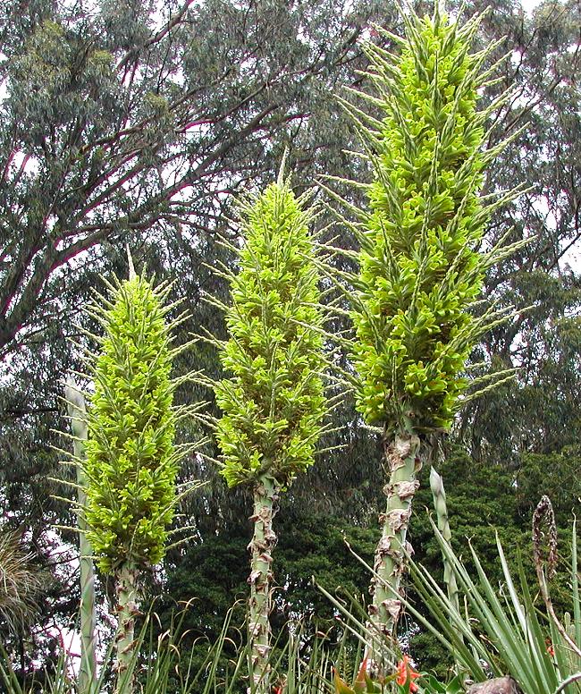 Puya Flower seeds for Planting Compact Growth Heirloom & GMO Free Seeds for Home Garden 
 
 Sale for planting in home garden