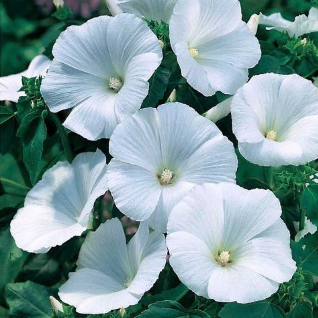 White Pansy Flower seeds for Planting Wildflower Mix Heirloom & GMO Free Seeds for Home Garden
 
 Sale seeds for home garden planting