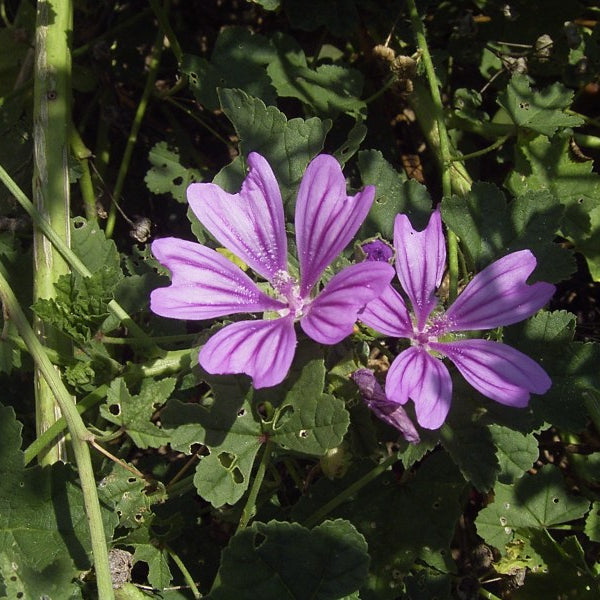 Mauve Flower seeds for Planting Perfect for Borders Heirloom & GMO Free Seeds for Home Garden 
 
 Sale seeds for home garden planting