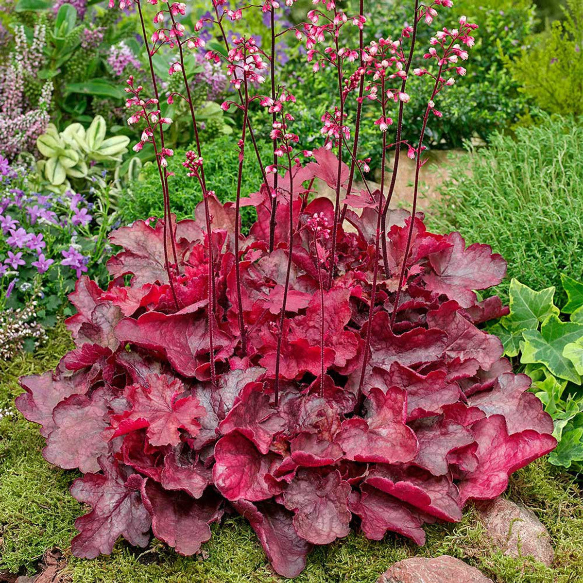 Red Coral Heuchera Flower Seeds for Planting Perfect for Borders Heirloom & GMO Free Seeds for Home Garden
 
 Sale seeds for home garden planting