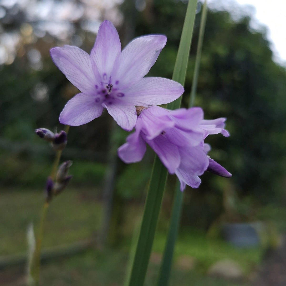 Lavender Dierama Flower seeds for Planting - Low Maintenance, Heirloom & GMO Free Seeds for Home Garden
 
 Sale for planting in home garden