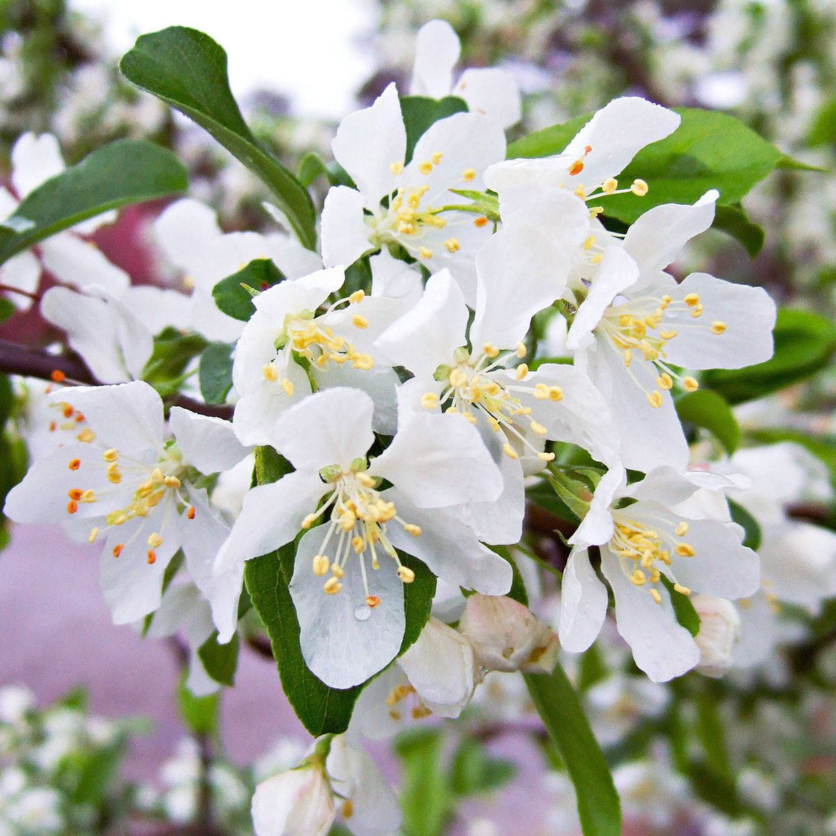 White Crabapple Flower seeds for Planting - Fragrant Blossoms, Heirloom & GMO Free Seeds for Home Garden
 
 Sale for planting in home garden