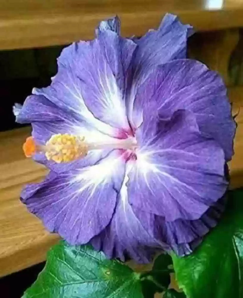Blue White Hibiscus Flower seeds for Planting Sun Loving Heirloom & GMO Free Seeds for Home Garden 
 
 Sale seeds for home garden planting