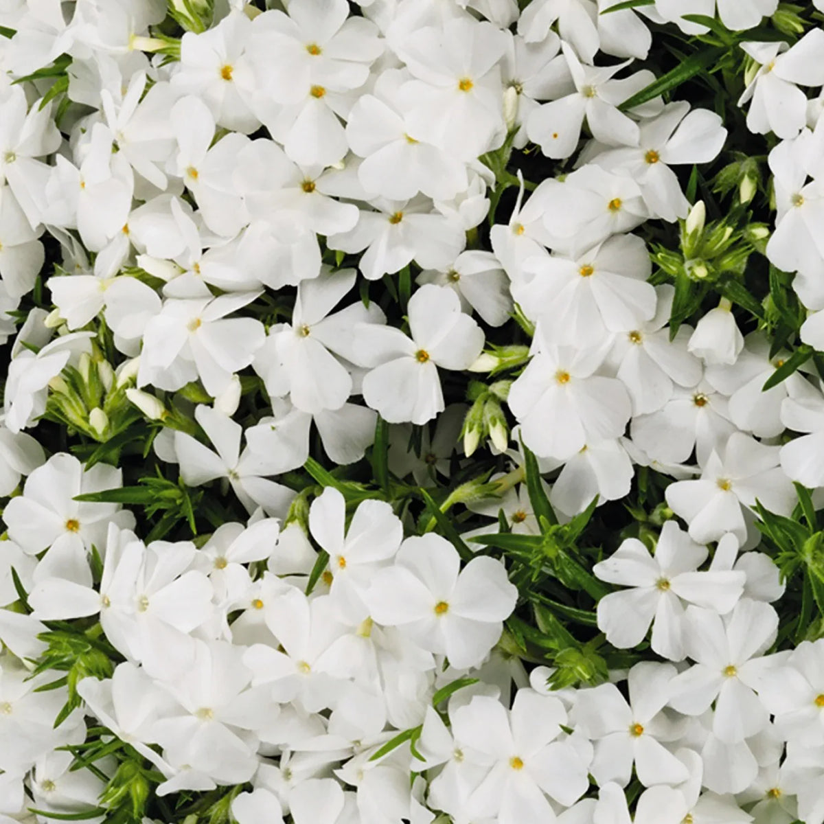 White Creeping Flower seeds for Planting - Drought Tolerant, Heirloom & GMO Free Seeds for Home Garden
 
 Sale for planting in home garden