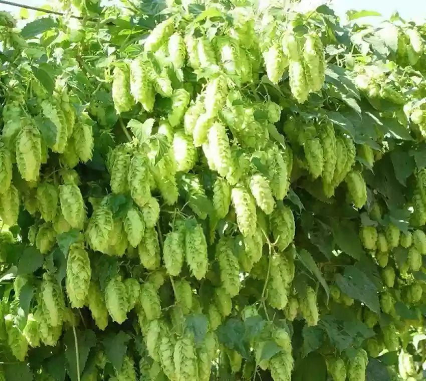 Humulus Lupulus Flower seeds for Planting - Seasonal Bloomer, Heirloom & GMO Free Seeds for Home Garden
 
 Sale seeds for planting in home garden