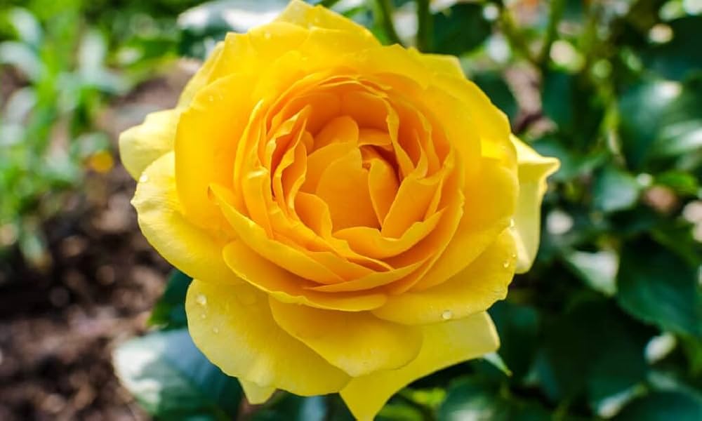 Deep Yellow Rose Flower seeds for Planting - Cut Flower Favorite, Heirloom & GMO Free Seeds for Home Garden
 
 Sale seeds for planting in home garden