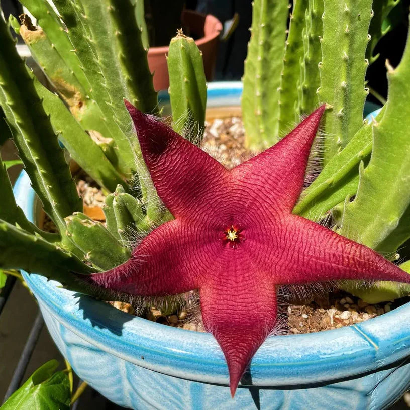 Red Stapelia Flower seeds for Planting - Compact Growth, Heirloom & GMO Free Seeds for Home Garden
 
 Sale for planting in home garden