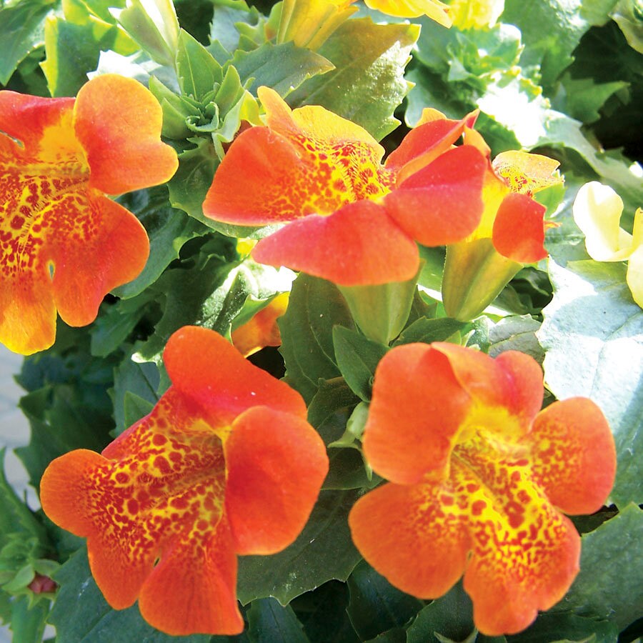 Mimulus Flower seeds for Planting Sun Loving Heirloom & GMO Free Seeds for Home Garden 
 
 Sale for planting in home garden