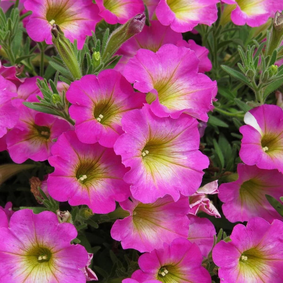 Yellow & Pink Petunia Flower seeds for Planting Easy to Grow Heirloom & GMO Free Seeds for Home Garden
 
 Sale seeds for home garden planting