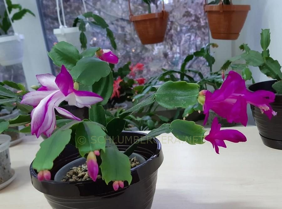 Purple White Schlumbergera Flower seeds for Planting - Vibrant Colors, Heirloom & GMO Free Seeds for Home Garden
 
 Sale seeds for planting in home garden