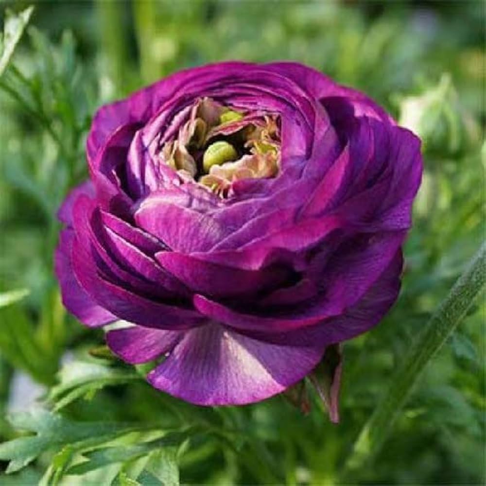 Violet Ranunculus Flower seeds for Planting - Shade Tolerant, Heirloom & GMO Free Seeds for Home Garden
 
 Sale for planting in home garden
