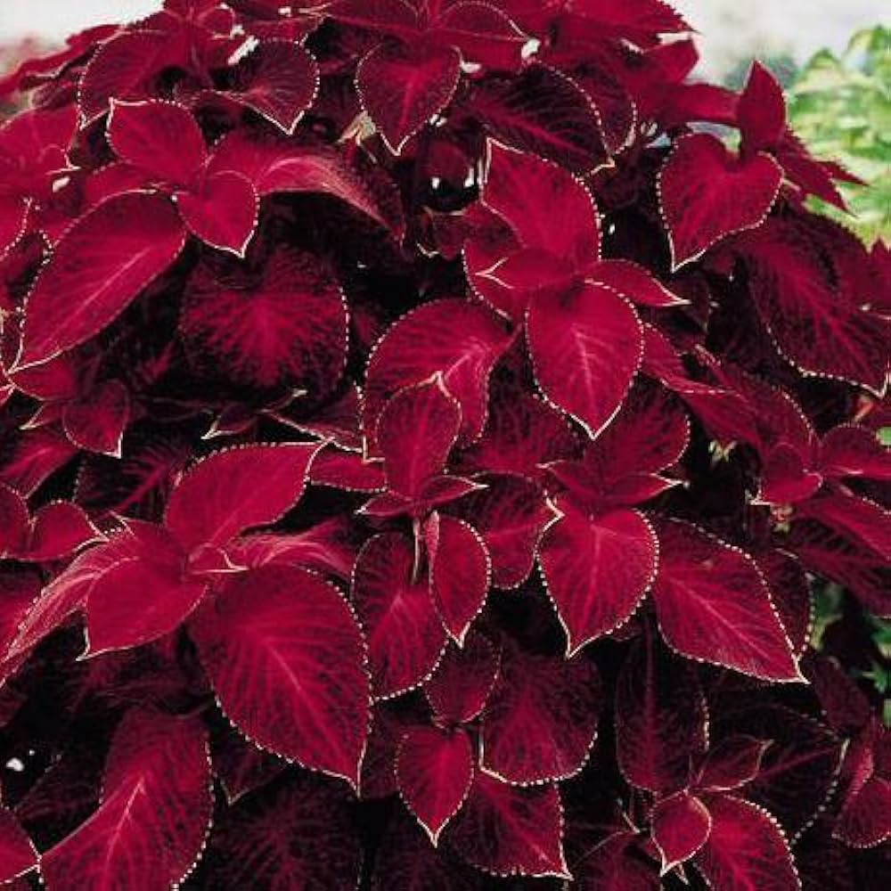 Deep Red Coleus Flower seeds for Planting Bright Blooms Heirloom & GMO Free Seeds for Home Garden
 
 Sale seeds for home garden planting