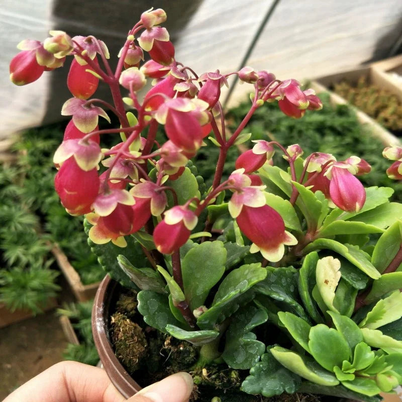 Kalanchoe Wendy Flower seeds for Planting Cottage Garden Essential Heirloom & GMO Free Seeds for Home Garden 
 
 Sale for planting in home garden