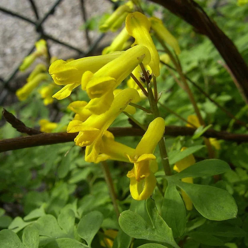 Yellow Corydalis Flower seeds for Planting Garden Favorite Heirloom & GMO Free Seeds for Home Garden 
 
 Sale seeds for home garden planting