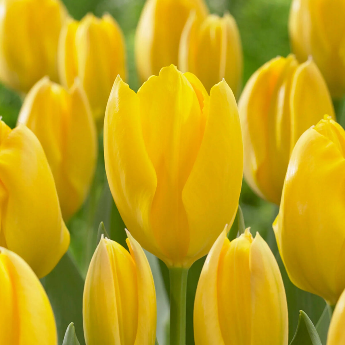 Yellow Tulip Flower seeds for Planting Cottage Garden Essential Heirloom & GMO Free Seeds for Home Garden 
 
 Sale seeds for home garden planting