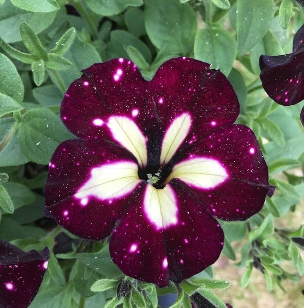 White & Maroon Petunia Flower seeds for Planting - Easy to Grow, Heirloom & GMO Free Seeds for Home Garden
 
 Sale seeds for planting in home garden